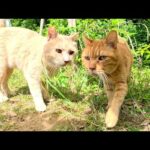 クリーム猫が親友の茶トラ猫を誘って一緒に小屋へお出掛けする(YouTube)
