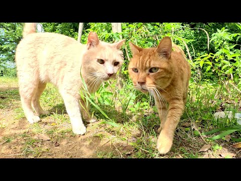 クリーム猫が親友の茶トラ猫を誘って一緒に小屋へお出掛けする(YouTube)