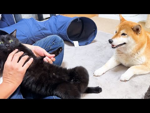 爪切り中の猫の嫌がり度でお顔の表情が変わる柴犬が優しすぎました(YouTube)