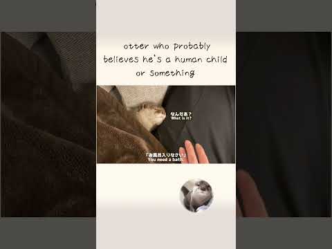 Otter who probably believes he’s a human child or something..(YouTube)