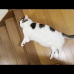 落ちることとお腹に飛び乗ることが日課になっている猫(YouTube)