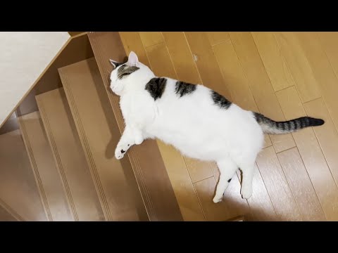 落ちることとお腹に飛び乗ることが日課になっている猫(YouTube)