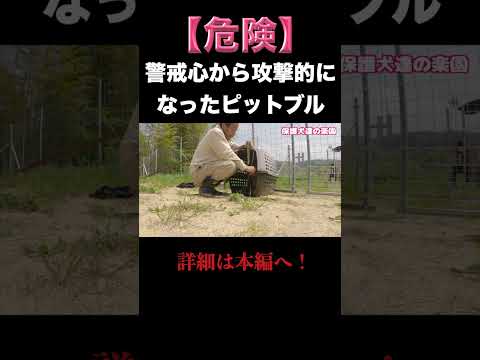 【危険】警戒心から攻撃的になったピットブル　#ピットブル #pitbull(YouTube)