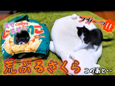 この後の展開が予想通り過ぎた‥【仲良し子猫姉妹の成長記録】(YouTube)