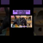 手当り次第甘える黒猫さん💜 #shorts(YouTube)