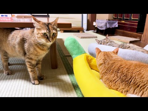 久しぶりの夏ベッドに猫たちは釘付け中でも姉猫だけは柴犬に夢中でした(YouTube)