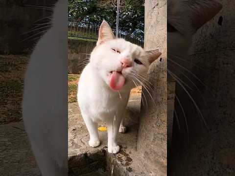 公園の水道の前で誰かが水を出してくれるのを待ってる野良猫(YouTube)
