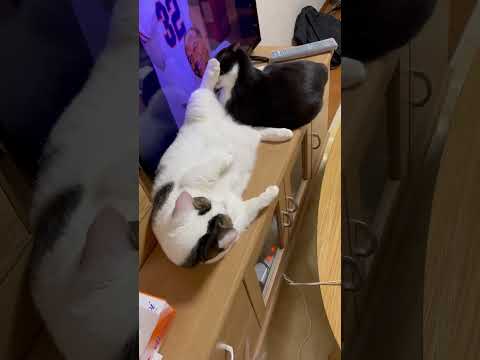 反抗期の豆大福です(YouTube)