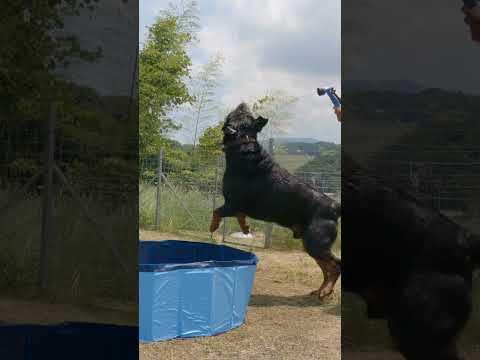 Pedro #rottweiler  #cutedogs #dogs #pedro(YouTube)
