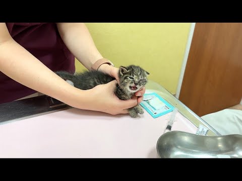 保護した子猫の片目が見えなくなってしまい、夜間に緊急で病院に行きました。(YouTube)