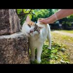 朝の神社で見掛けた三毛猫を撫でると喜んで石灯籠にスリスリしだした(YouTube)