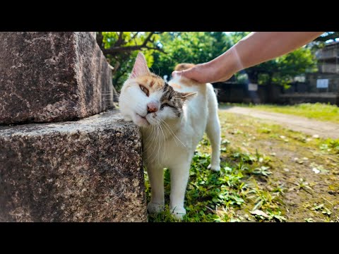 朝の神社で見掛けた三毛猫を撫でると喜んで石灯籠にスリスリしだした(YouTube)