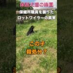 保健所職員を襲ったロットワイラーの真実　 #保護犬を飼おう #rottweiler #殺処分 #保健所(YouTube)