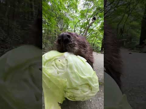 キャベツ欲しい人、お届けします🦫 Beaver taking cabbage.  #ビーバー #beaver #キャベツ(YouTube)