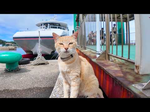猫島のフェリー乗り場で来場者を出迎える猫(YouTube)
