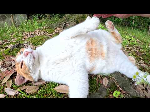太った茶シロ猫をモフると前脚をフミフミして喜んでくれた(YouTube)