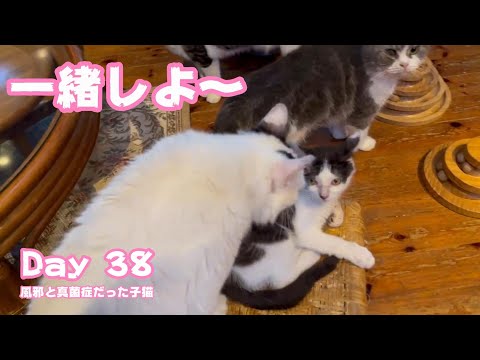 朝ご飯一緒しよ～  風邪と真菌症だった子猫 Day 38 2024.06 26 1(YouTube)