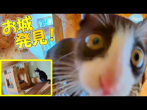 ついにお城を発見した子猫のさくら🏰🐈すぐに相棒を呼びに行くも‥結局最後は独り占め？【仲良し子猫姉妹の成長記録】(YouTube)
