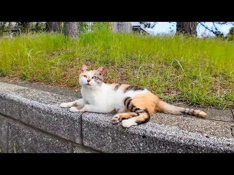 海辺の公園の石段に寝てます三毛猫ちゃん、隣に座るとモフられに寄ってきた(YouTube)