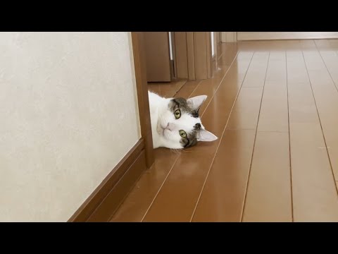 今年は少し早く落ち始めた豆大福(YouTube)
