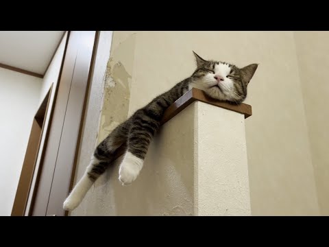 「何があったん？」とビックリさせるほど騒がしい猫(YouTube)