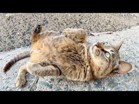 3匹の猫が人間の前でゴロニャンポーズになって甘えてくる(YouTube)