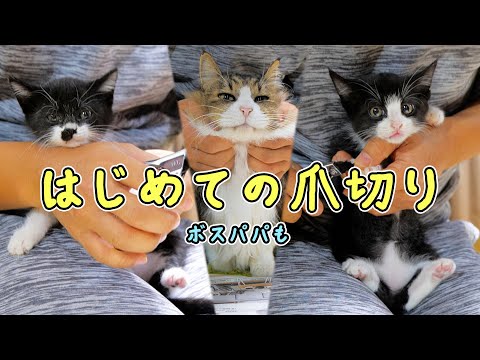 同じ姉妹なのにこの違い💦手に汗握るお転婆子猫たち初めての爪切り🐈🐈【仲良し子猫姉妹の成長記録】(YouTube)