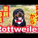 保健所職員を襲ったロットワイラー権蔵くん里親募集中！(YouTube)