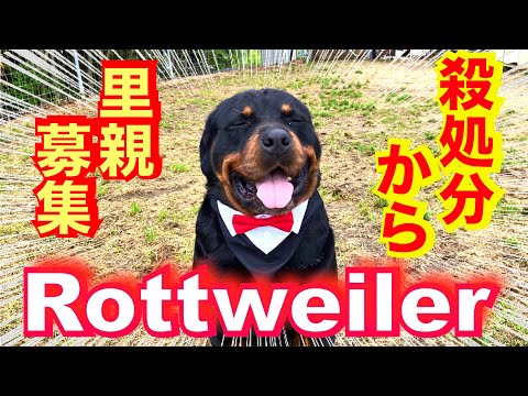 保健所職員を襲ったロットワイラー権蔵くん里親募集中！(YouTube)