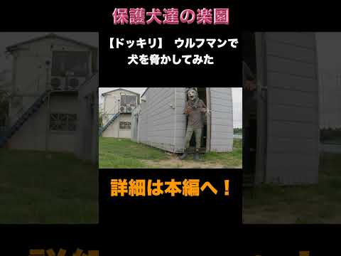 【ドッキリ】ロットワイラーとピットブルを脅かしてみた(YouTube)