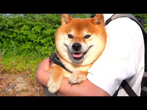 柴犬がくれた癒し、事故後の日々に見つけた小さな幸せ。(YouTube)