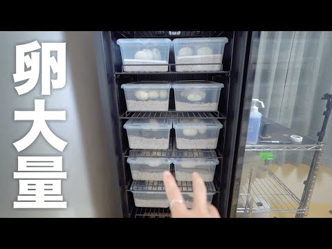 蛇の卵が産まれすぎてパンクしそうです(YouTube)