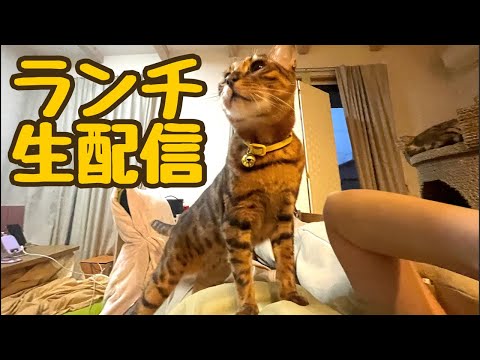 【ランチ生配信6/5】夏の暑さが迫ってきてますが猫でも見て夏バテ対策しませんか？生配信(YouTube)