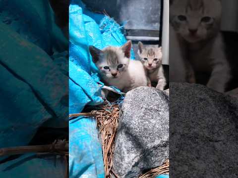 倉庫の裏に隠れる子猫がかわい過ぎる(YouTube)