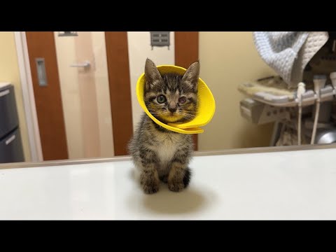 先月保護したおはぎちゃんの目の合併症についてご報告です。(YouTube)