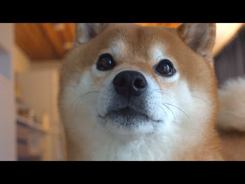 昨日事故に遭いました【全員無事です】(YouTube)