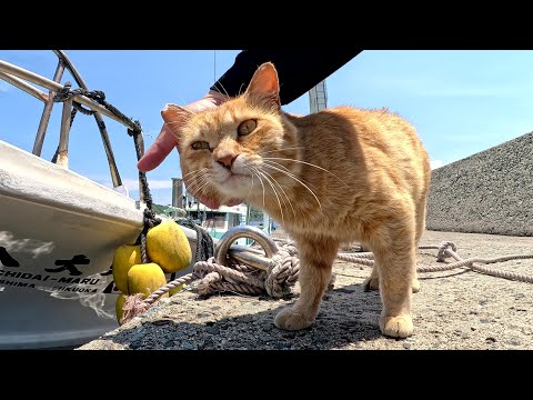 漁港で茶トラ猫と遊んでいたら、かくれんぼ中のキジ猫と黒猫を見つけた(YouTube)