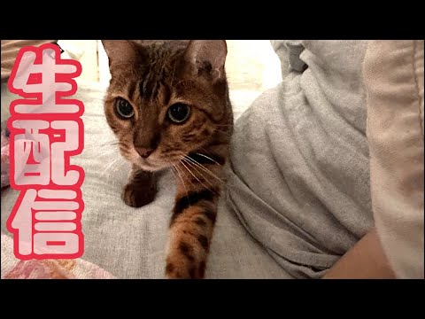【生配信6/23】鬱陶しい梅雨の日は猫でも見てゆっくりしませんか？生配信(YouTube)