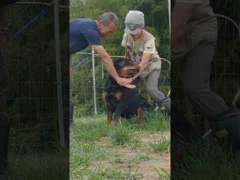 I Will Always Love You #rottweiler #rescue  #dogs(YouTube)