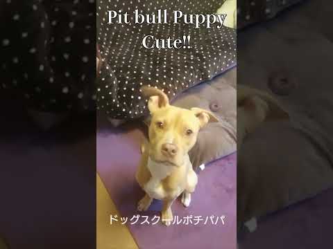 ピットブルパピー #puppy #cutedogs #pitbull #ピットブル(YouTube)