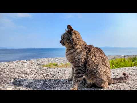 防波堤に猫がいたので隣に座ってナデナデすると喜んで擦り寄ってきた(YouTube)