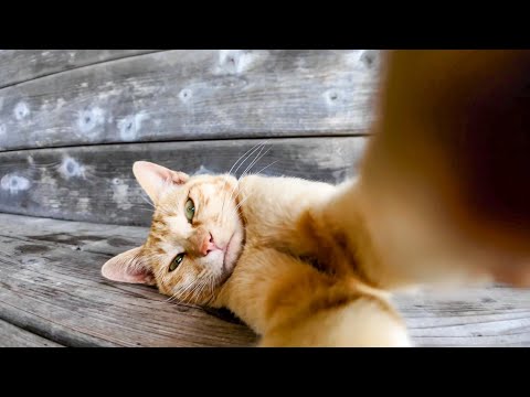 猫島の船着き場近くの東屋の猫にカメラをモミクチャにされる(YouTube)