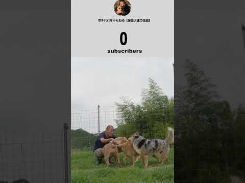 1❤️🙏(＞人＜;)　#thankyou #shorts #rescuedog(YouTube)