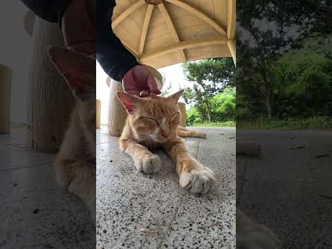 三匹の猫達が屋根付きのベンチでお昼寝する #cat #野良猫ちゃん #ネコ(YouTube)