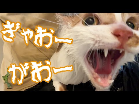 怪獣のように鳴き叫びながら頑張る猫のシャンプーがこちら…！(YouTube)