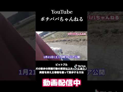 素晴らしいドッグライフはこのビデオから始まります(YouTube)