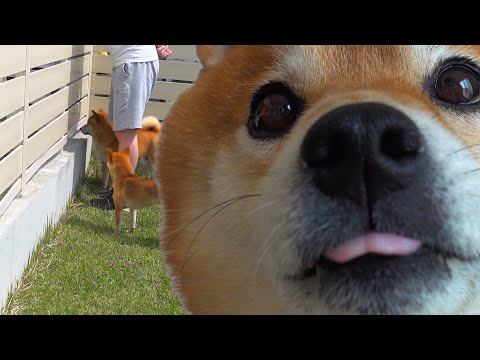 庭で遊ぶ柴犬と猫に忍び寄る意外な出来事とは？(YouTube)