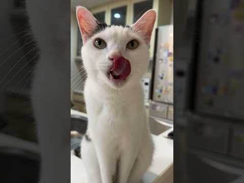 キッチンで悪さをしてた猫に声をかけてみたら… #shorts(YouTube)