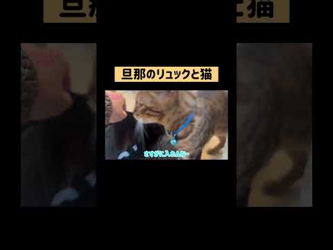 ニャイコパス長男💛 #shorts(YouTube)