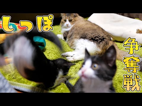 しっぽの取り合いをしていたらボス猫父さんに叱られた子猫達🐈🐈【仲良し子猫姉妹の成長記録】(YouTube)